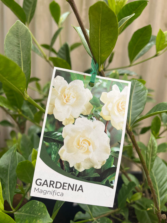 Gardenia 'Magnifica' 25cm