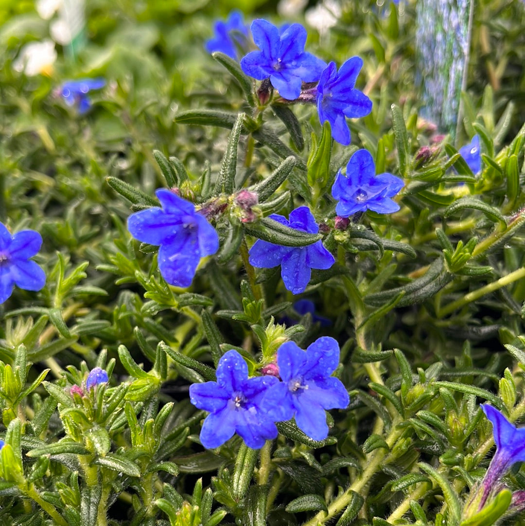 Lithodora 'Grace Ward' 14cm