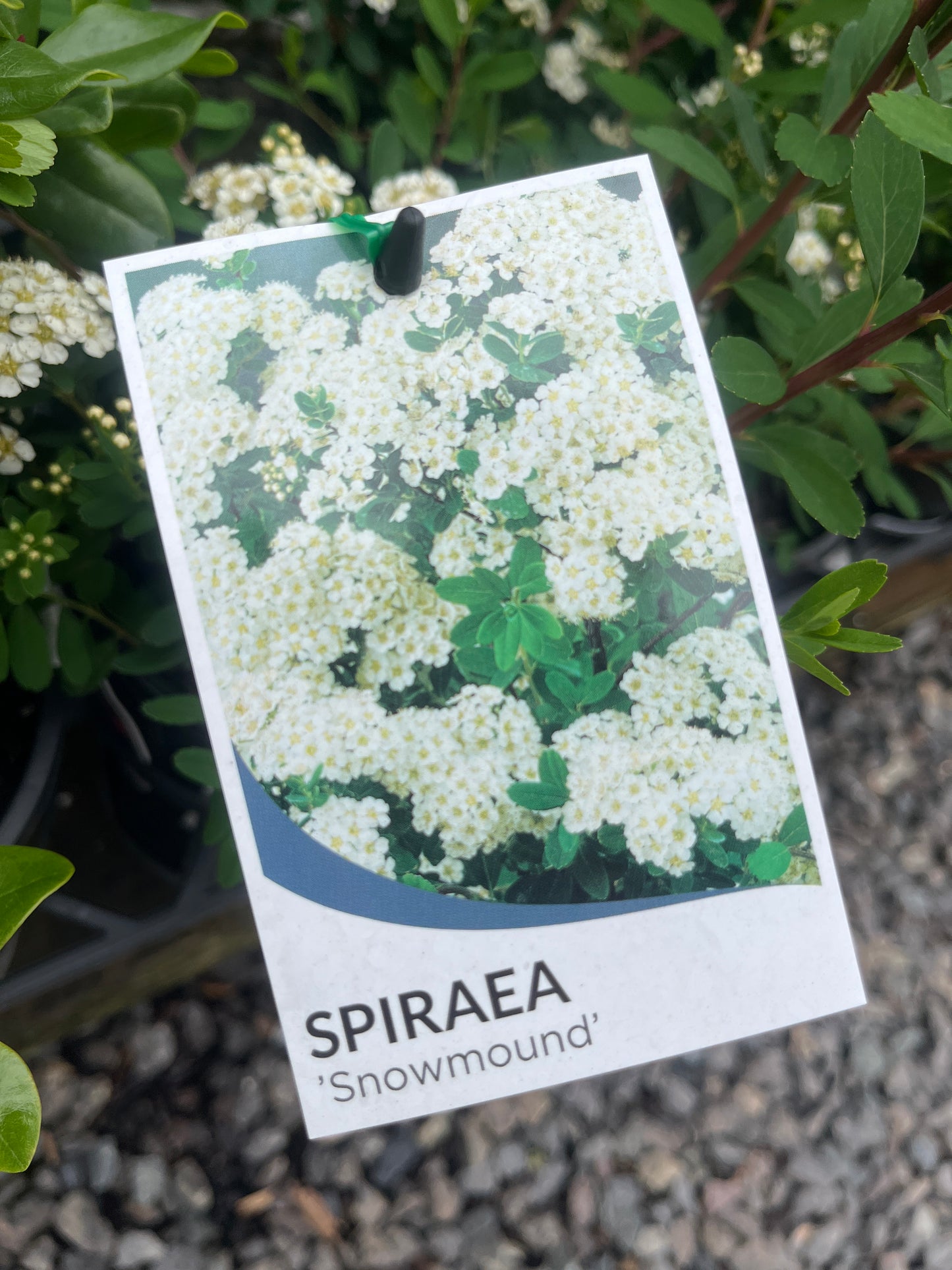 Spiraea nipponica Snowmound 14cm