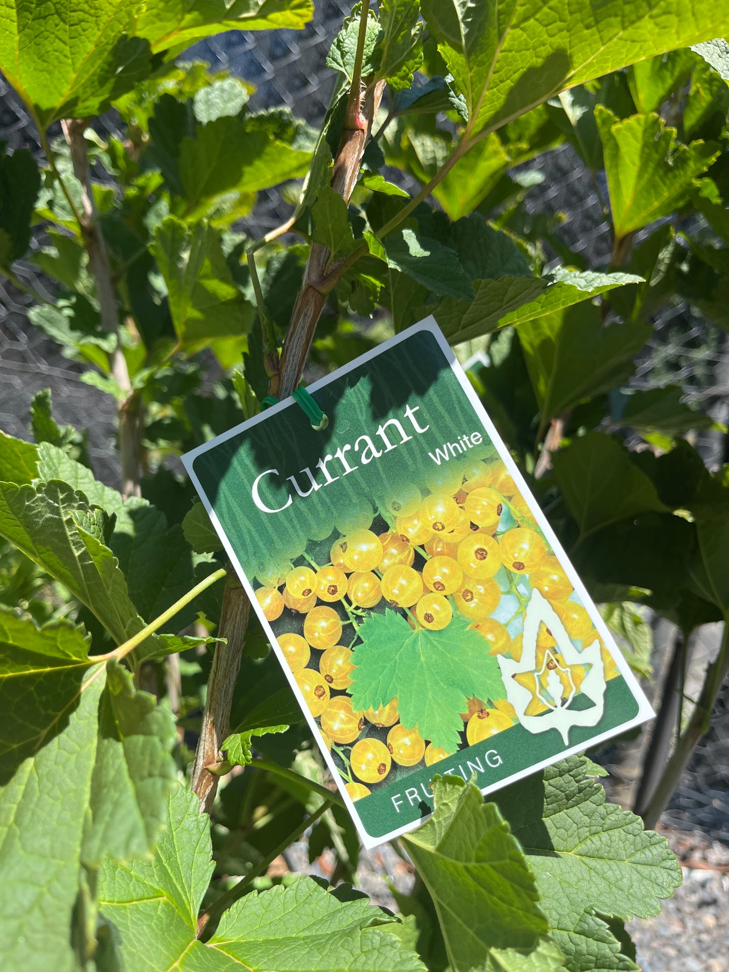 Currant 'White' 20cm