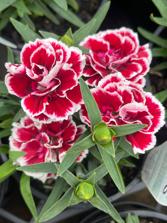 Carnation assorted 14cm