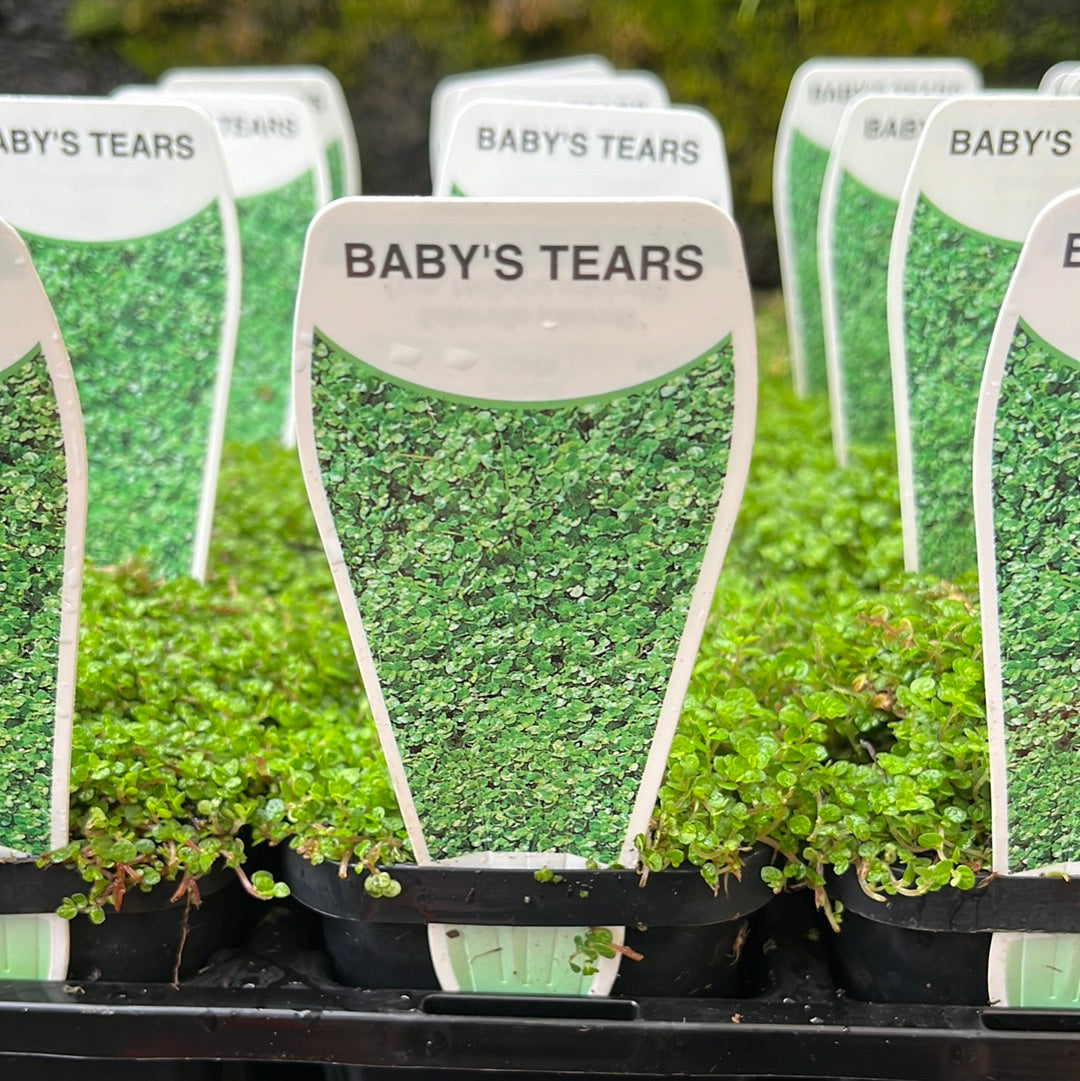 Soleirolia soleirolii Baby Tears 7cm