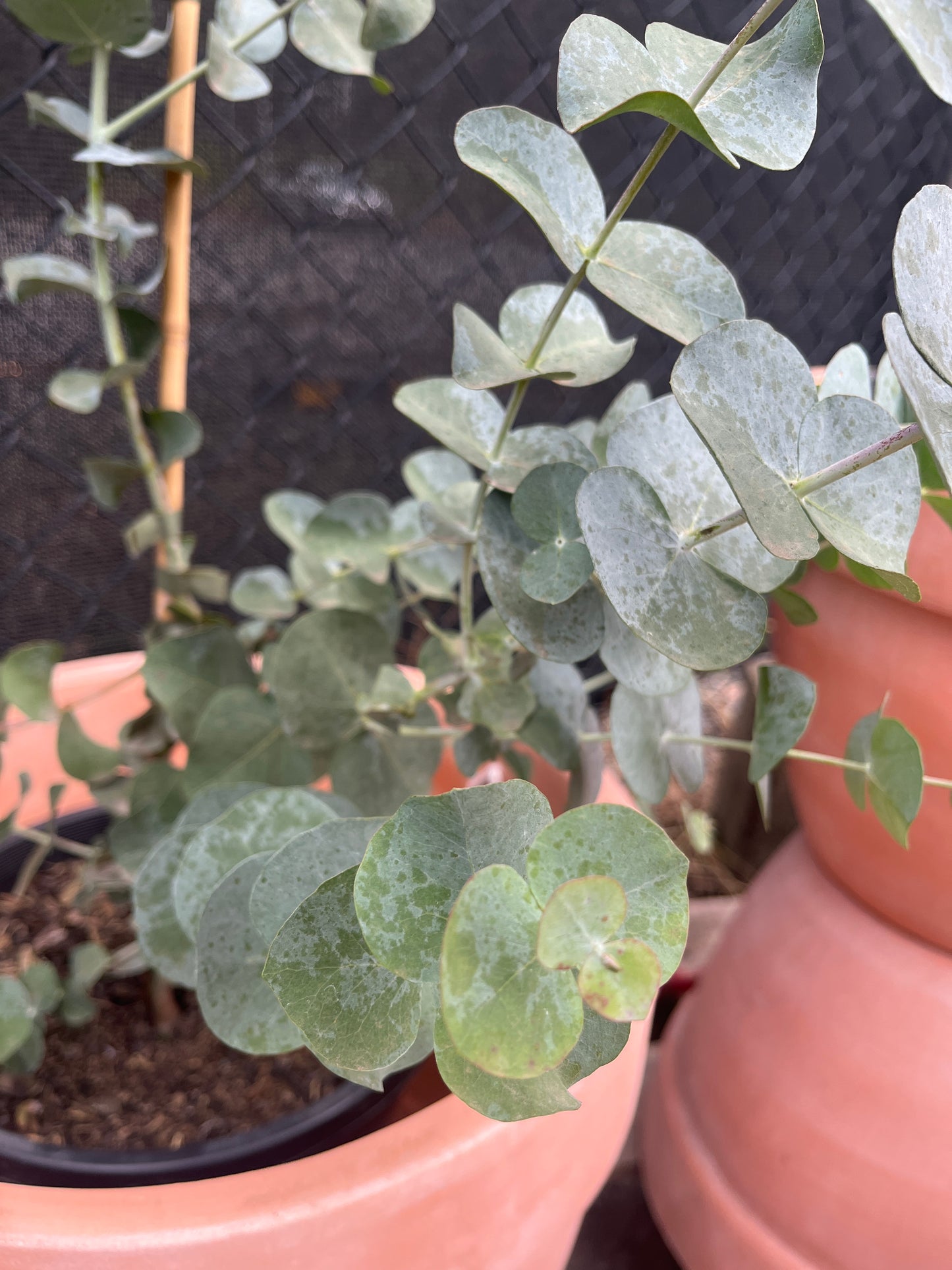Eucalyptus pulverulenta 'Baby Blue' 25cm