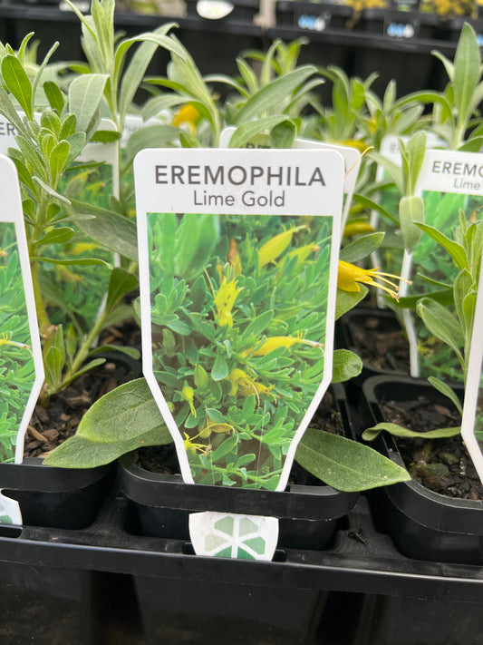 Eremophila 'Lime Gold' 7cm