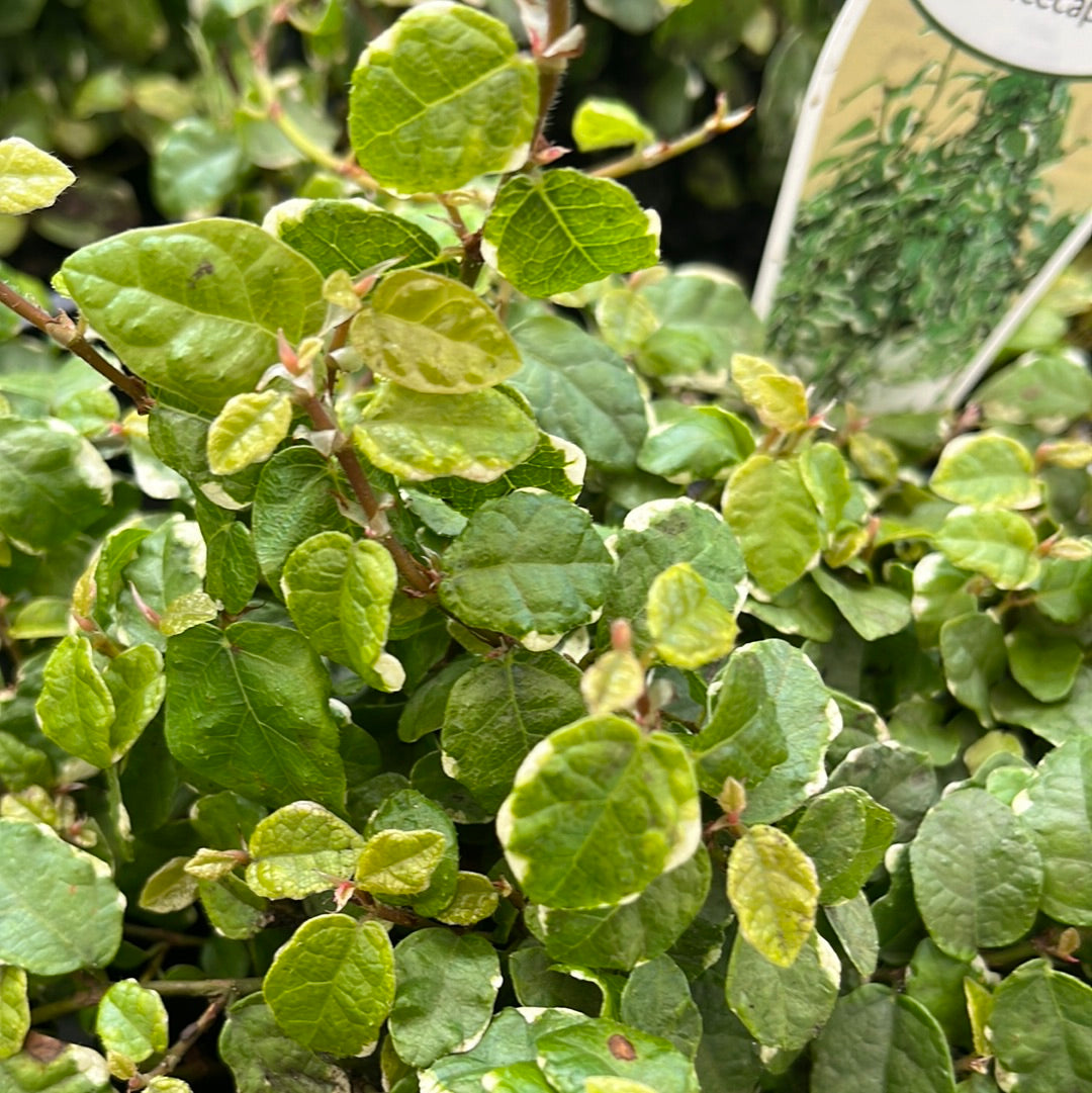 Ficus pumila 'Ice Caps' Variegated 7cm