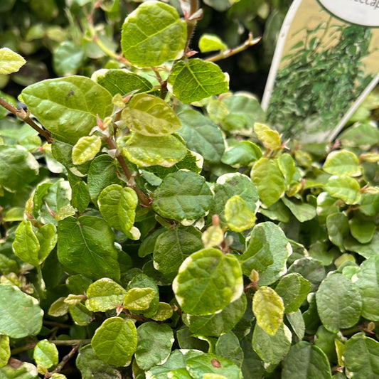 Ficus pumila 'Ice Caps' Variegated 7cm