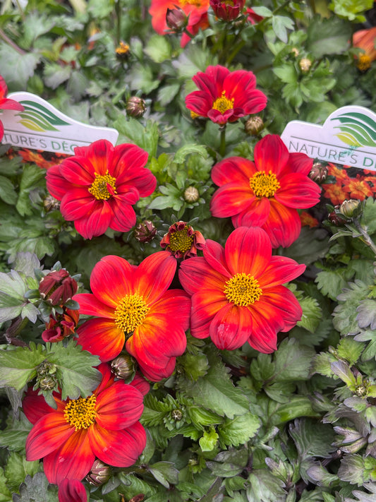 Bidens 'Bee Happy Red' 140mm