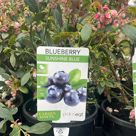 Blueberry vaccinium corymbosum 'Sunshine Blue' 14cm