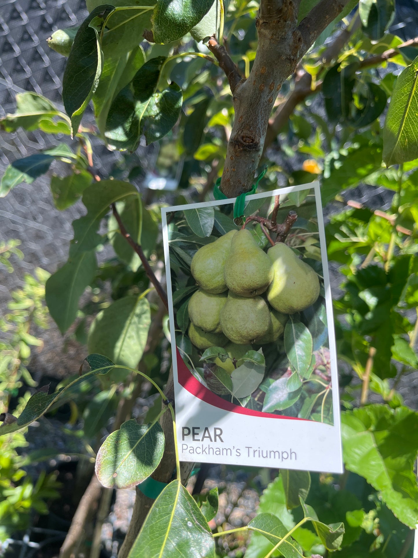 Packham Triumph Pear 20cm