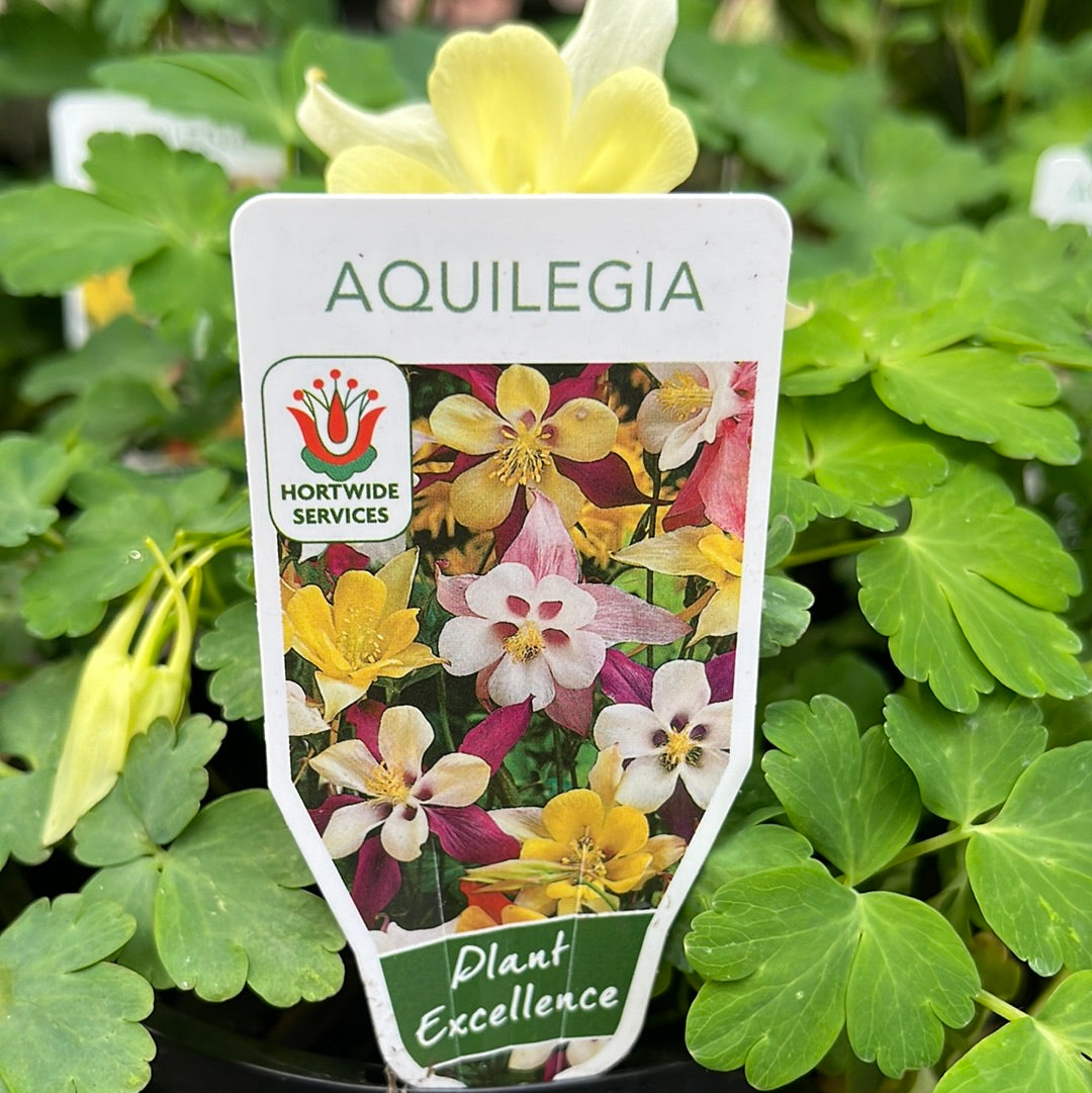 Aquilegia assorted 14cm