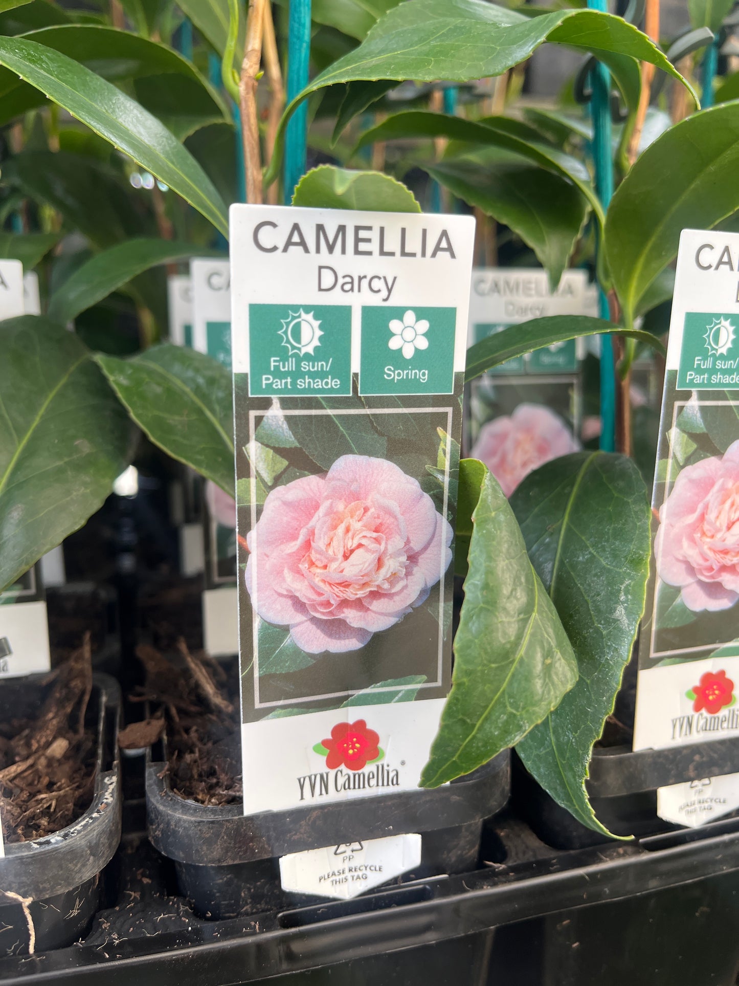 Camellia japonica 'Darcy' 7cm