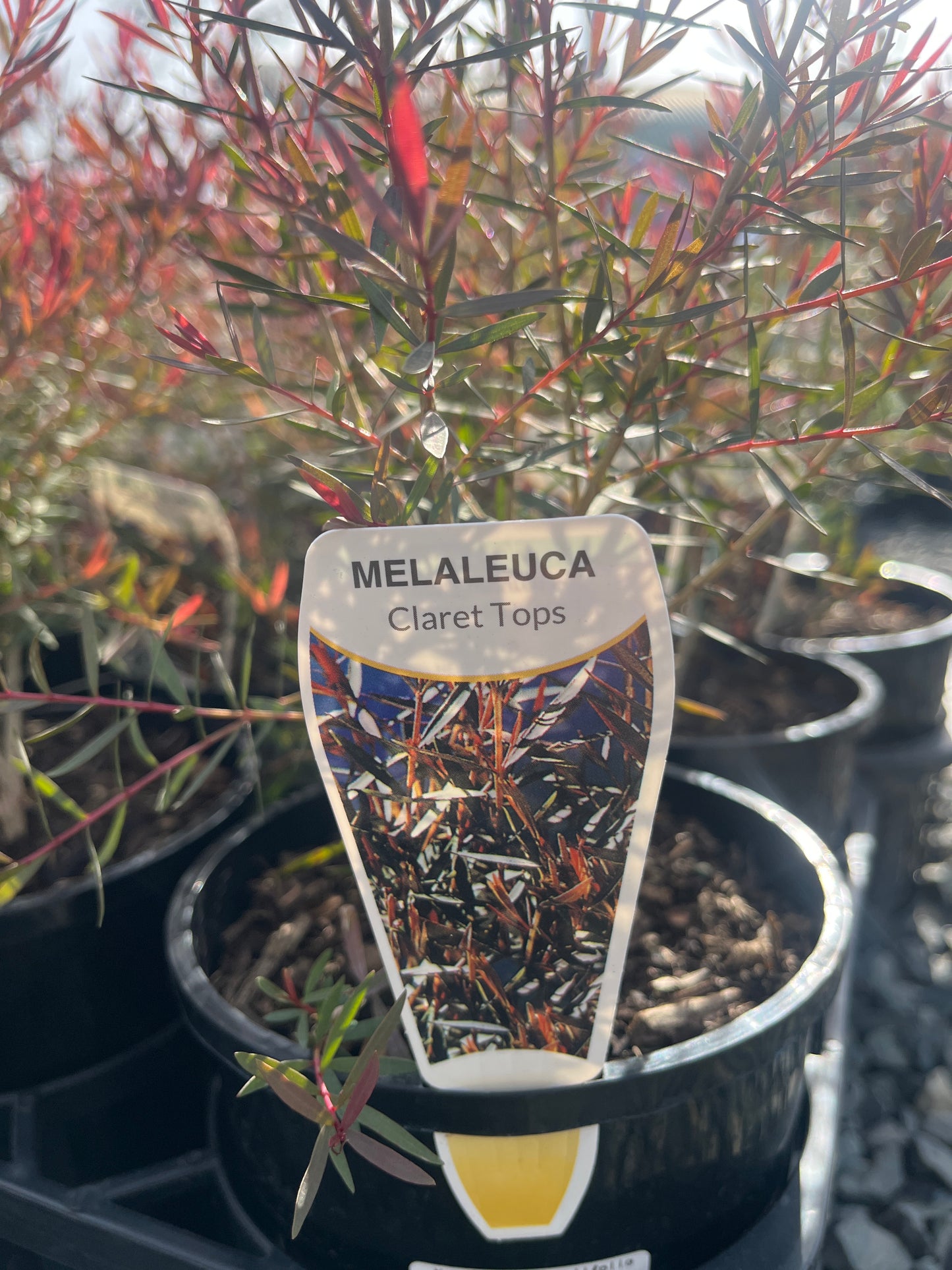 Melaleuca linariifolia 'Claret Tops' 14cm
