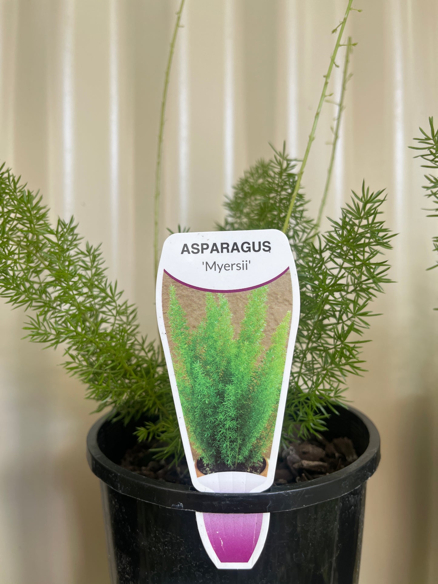 Asparagus meyerii 'Foxtail Fern' 14cm