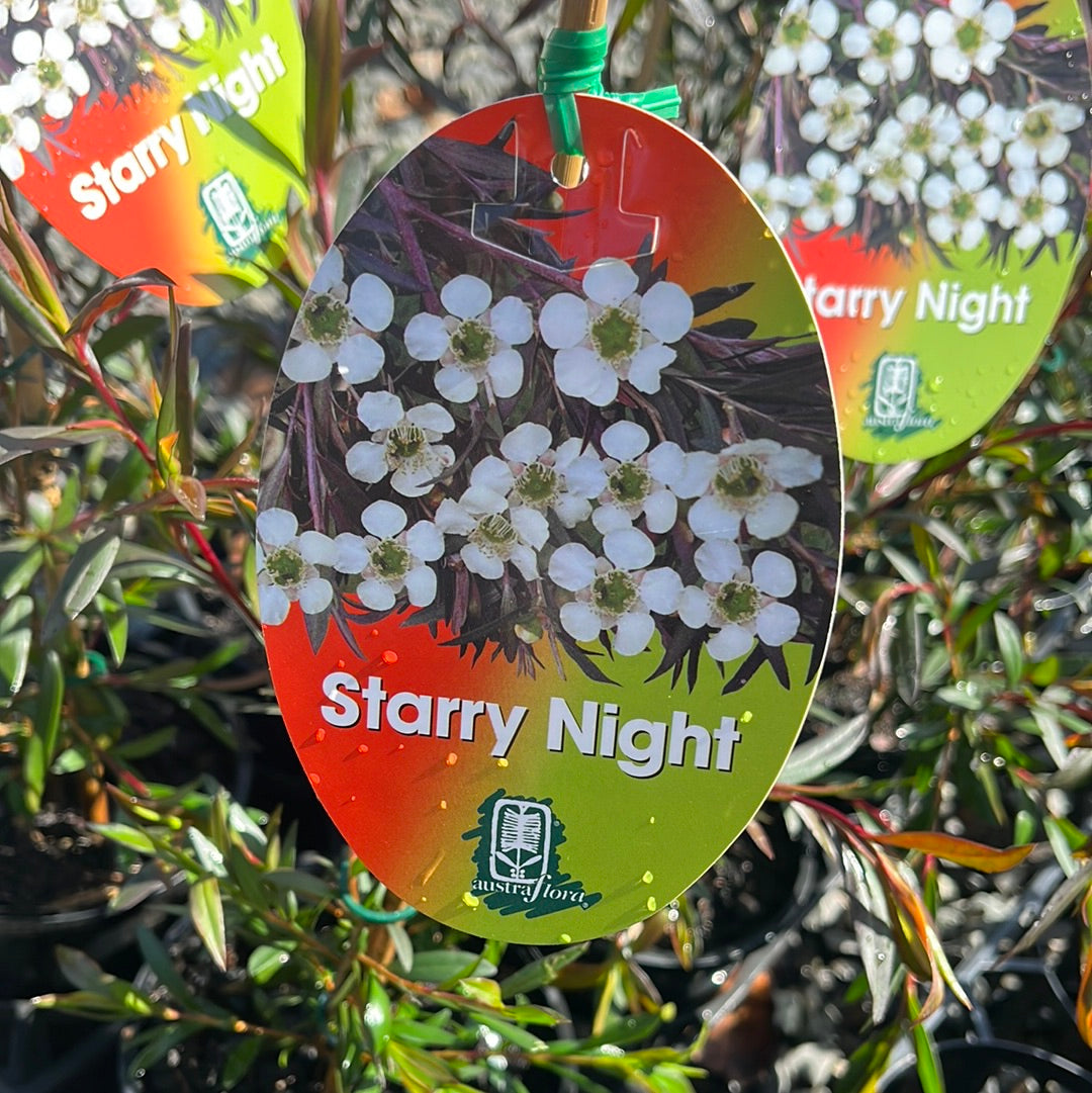 Leptospermum obovatum 'Starry Night' 14cm