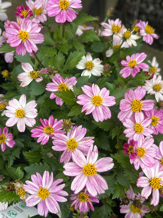 Bidens 'Pretty in Pink' 14cm