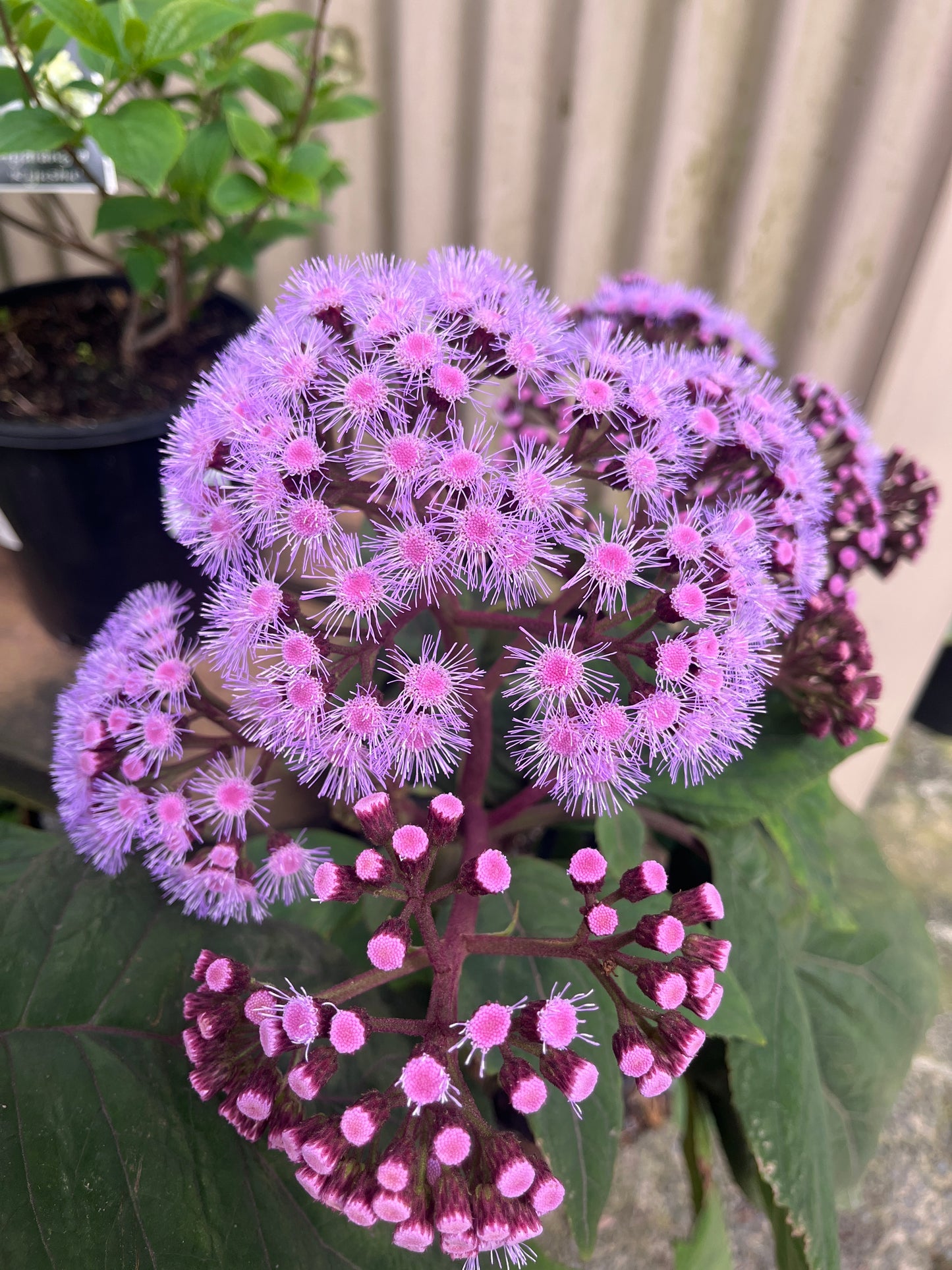 Eupatorium megalophyllum 20cm