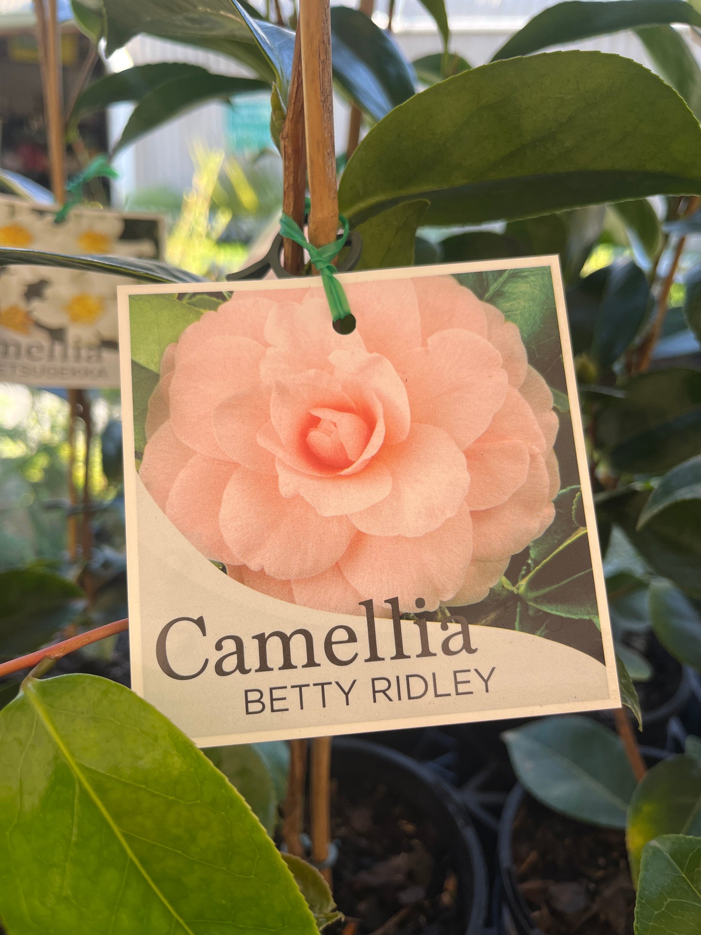 Camellia japonica Betty Ridley 14cm