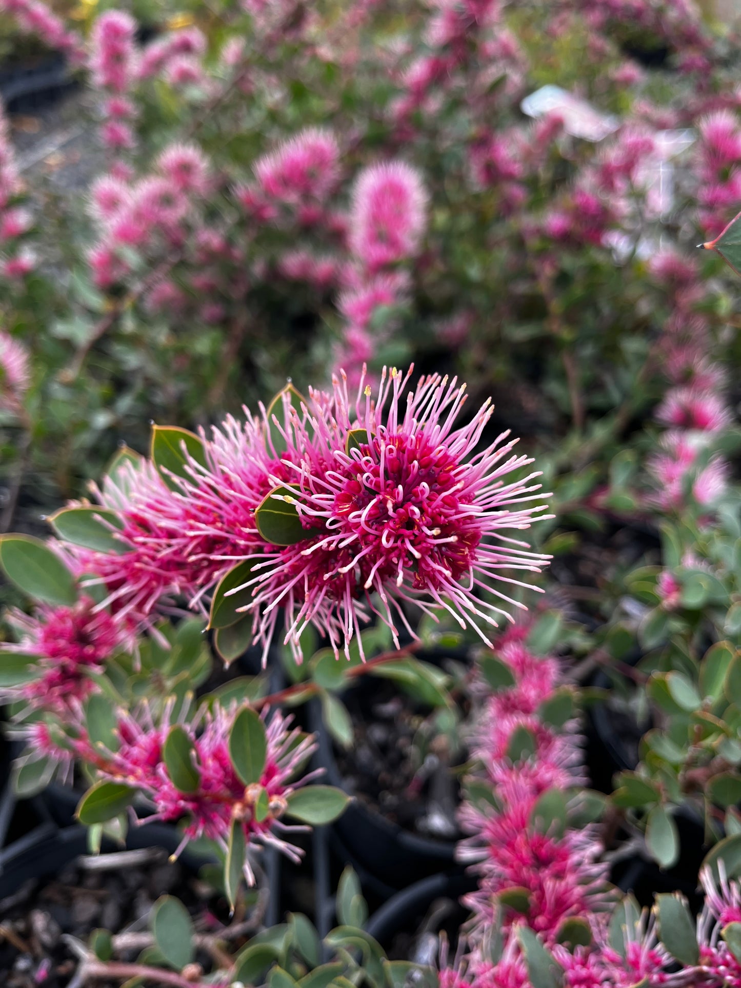 Hakea 'Burrendong Beauty' 14cm