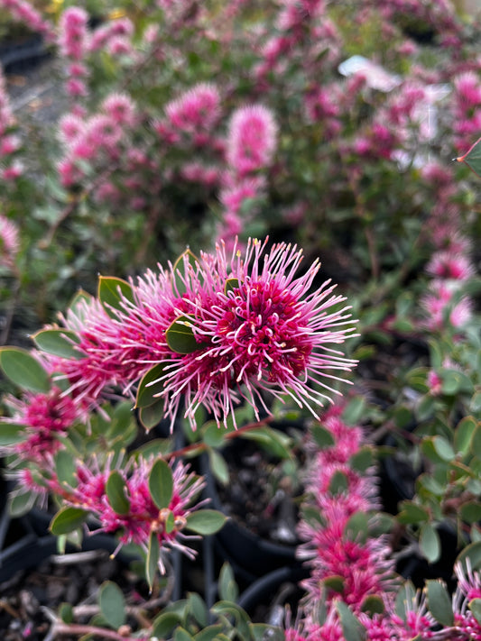 Hakea 'Burrendong Beauty' 14cm