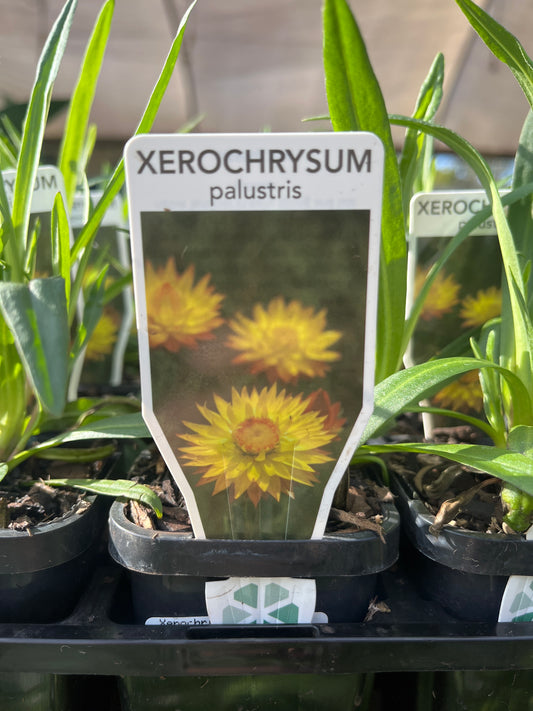Xerochrysum palustre 7cm
