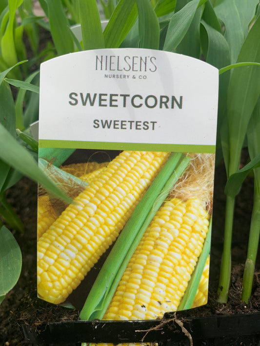 Corn ‘Sweetest’ punnet