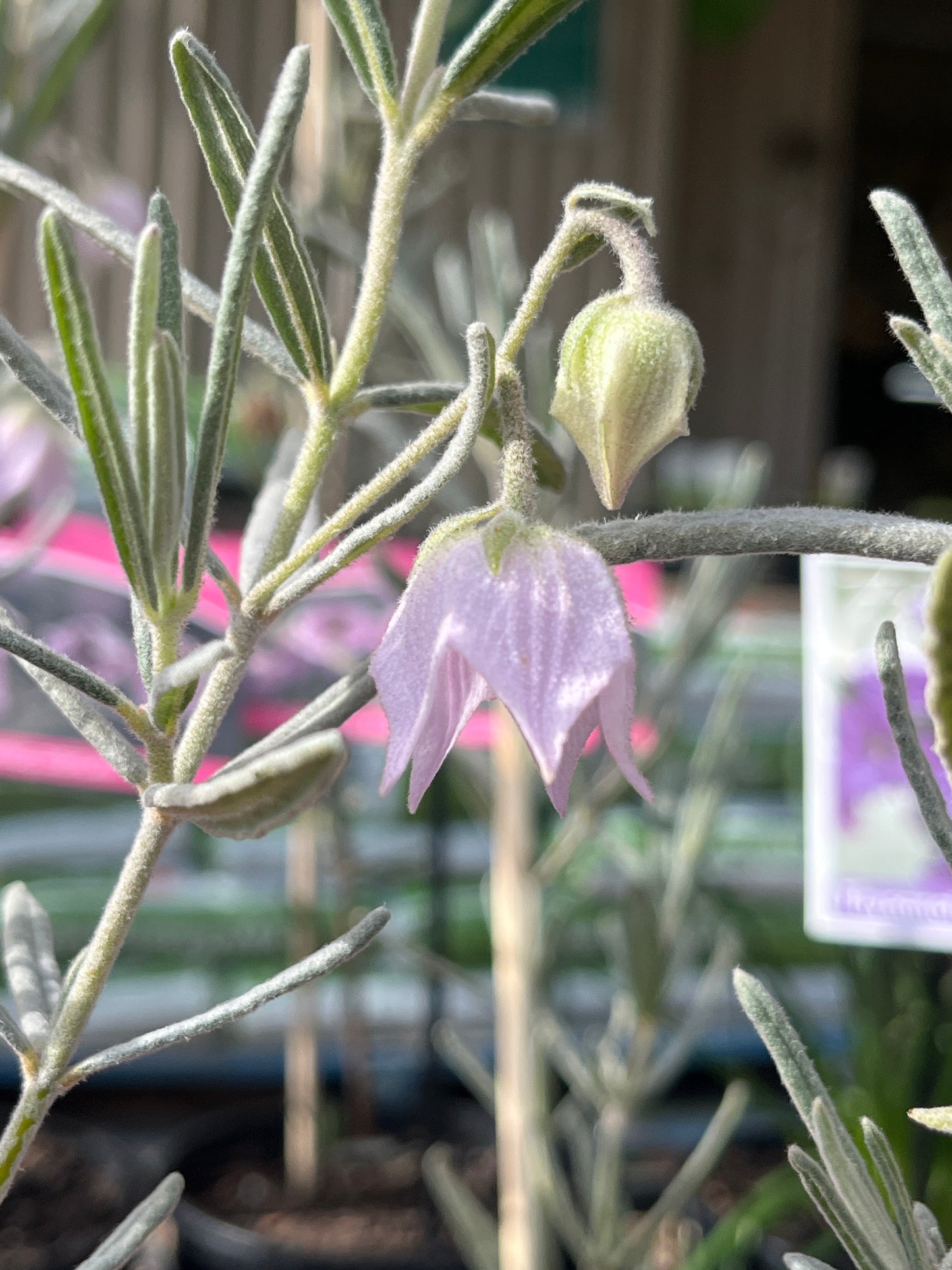 Guichenotia macrantha 14cm