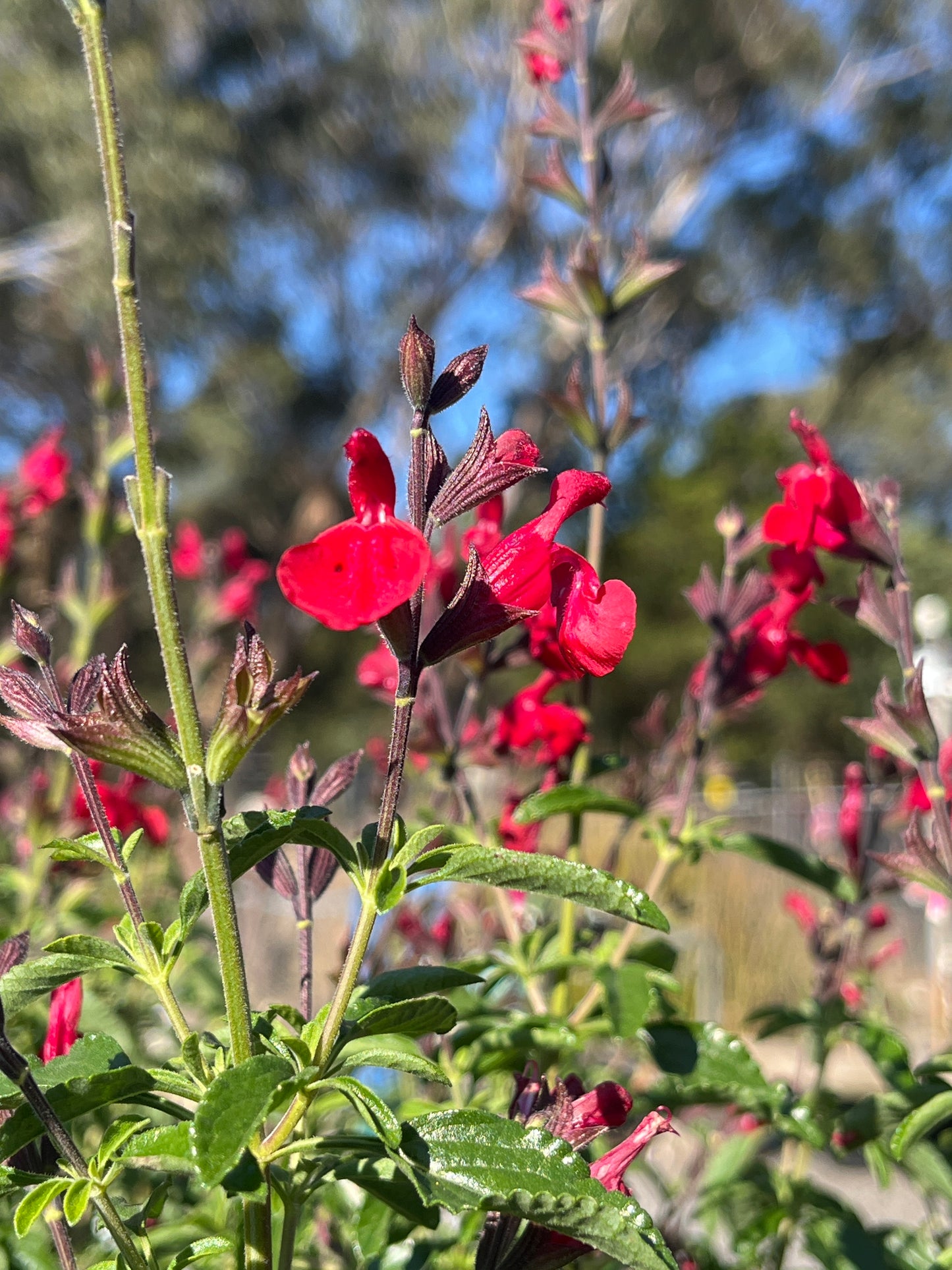 Salvia greggii 'Radio Red' 14cm