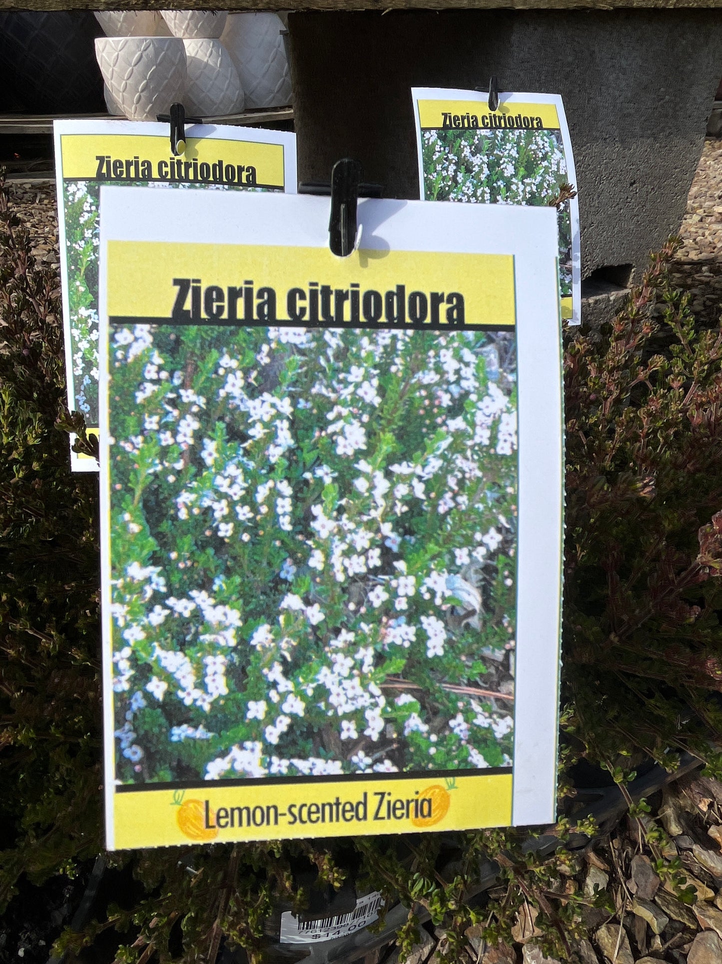 Zieria citriodora 14cm