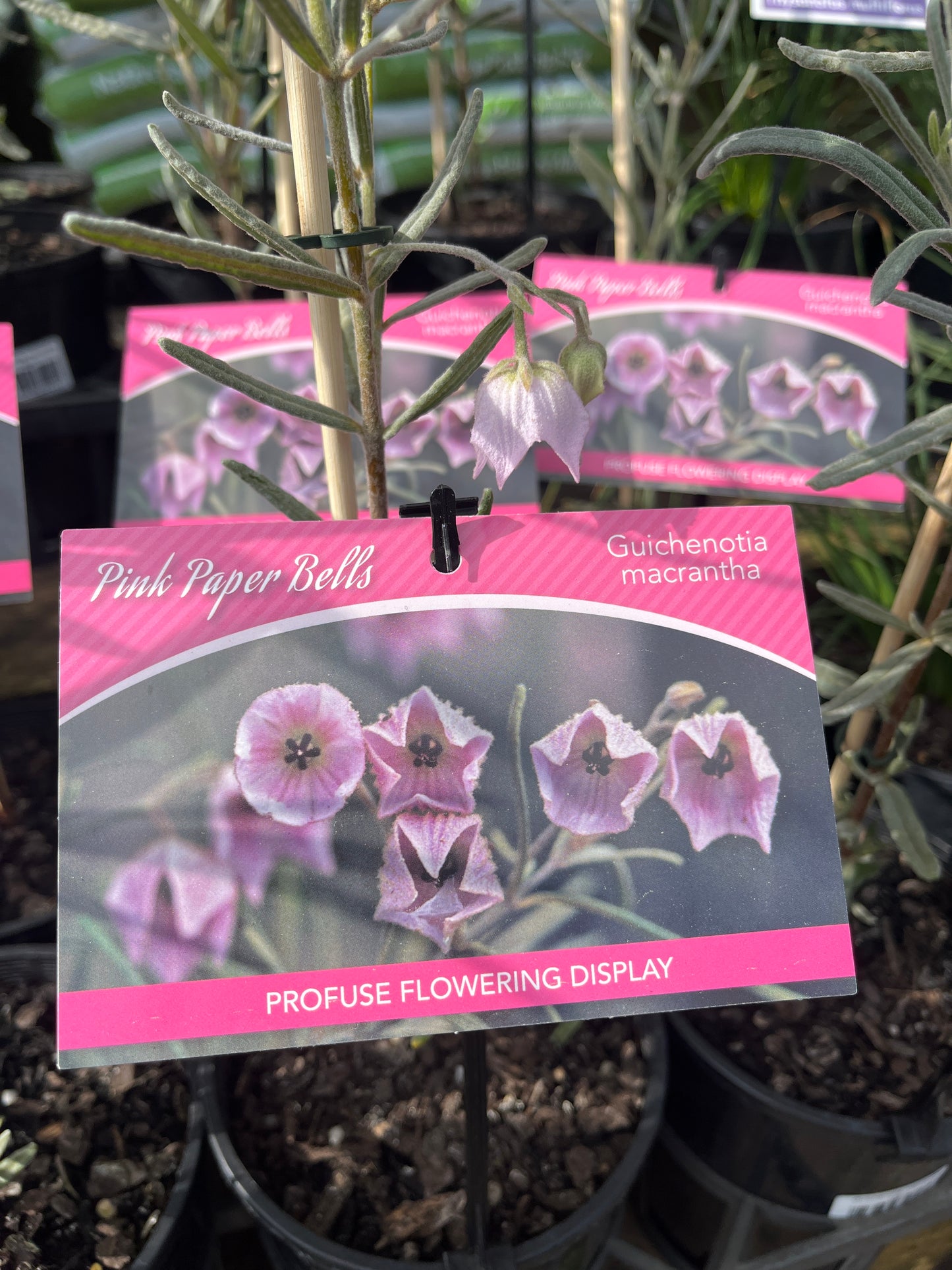 Guichenotia macrantha 14cm