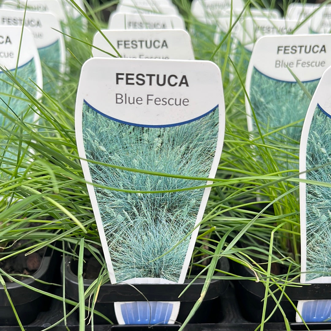 Festuca glauca 'Blue Fescue' 7cm