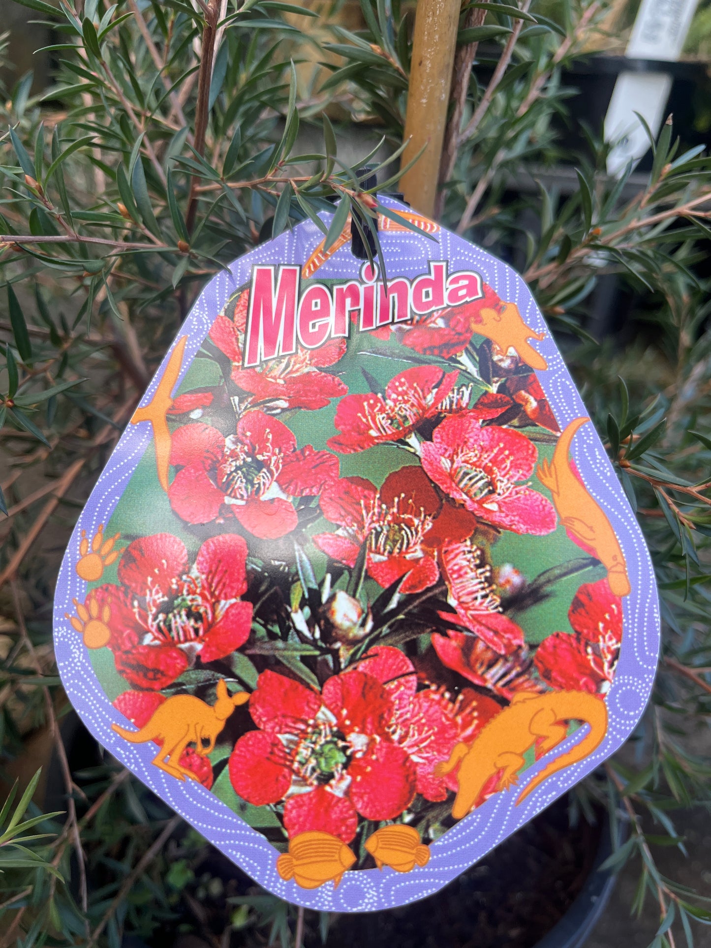 Leptospermum Merinda 20cm