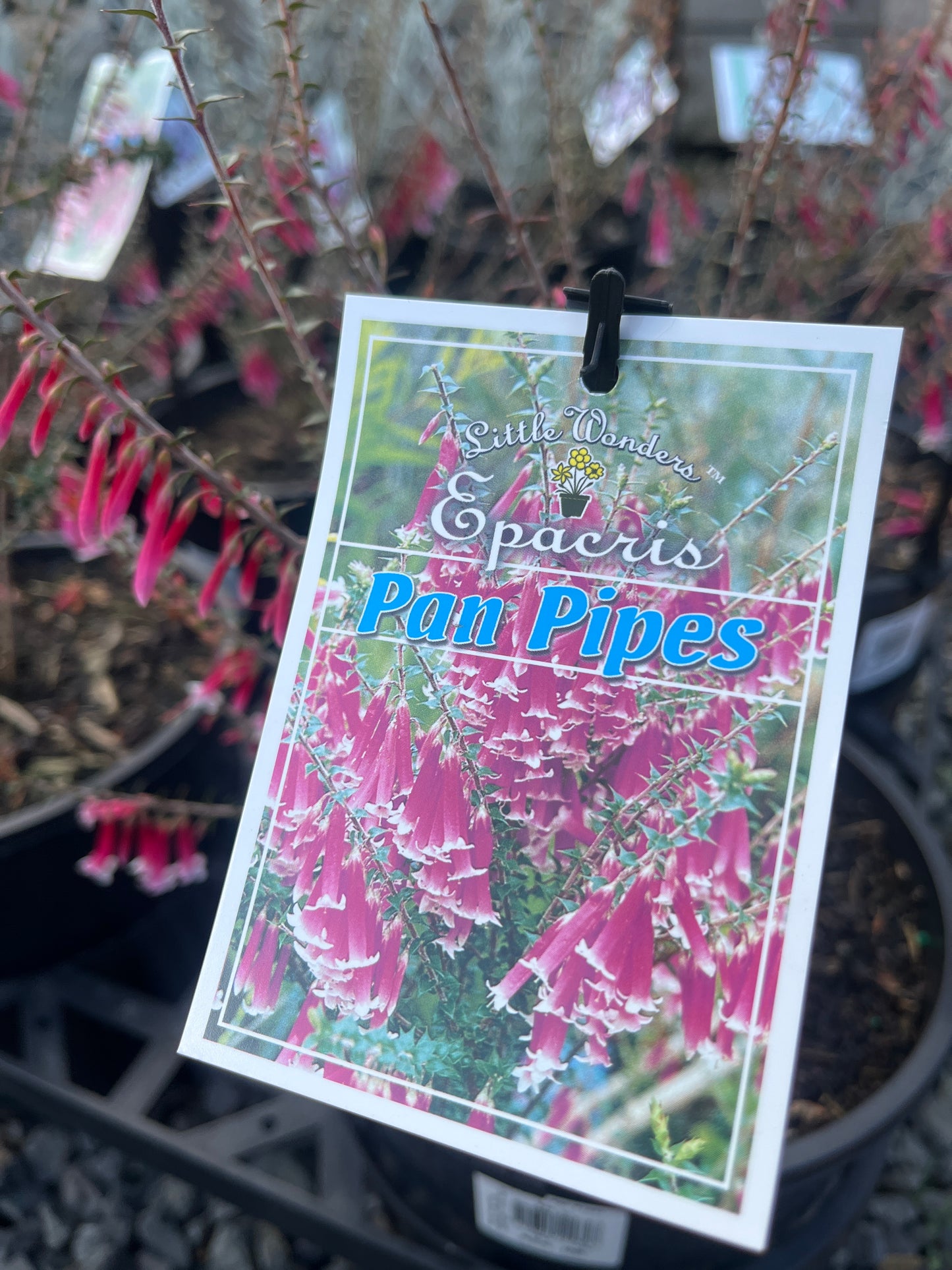Epacris impressa ‘Pan Pipes’ 20cm