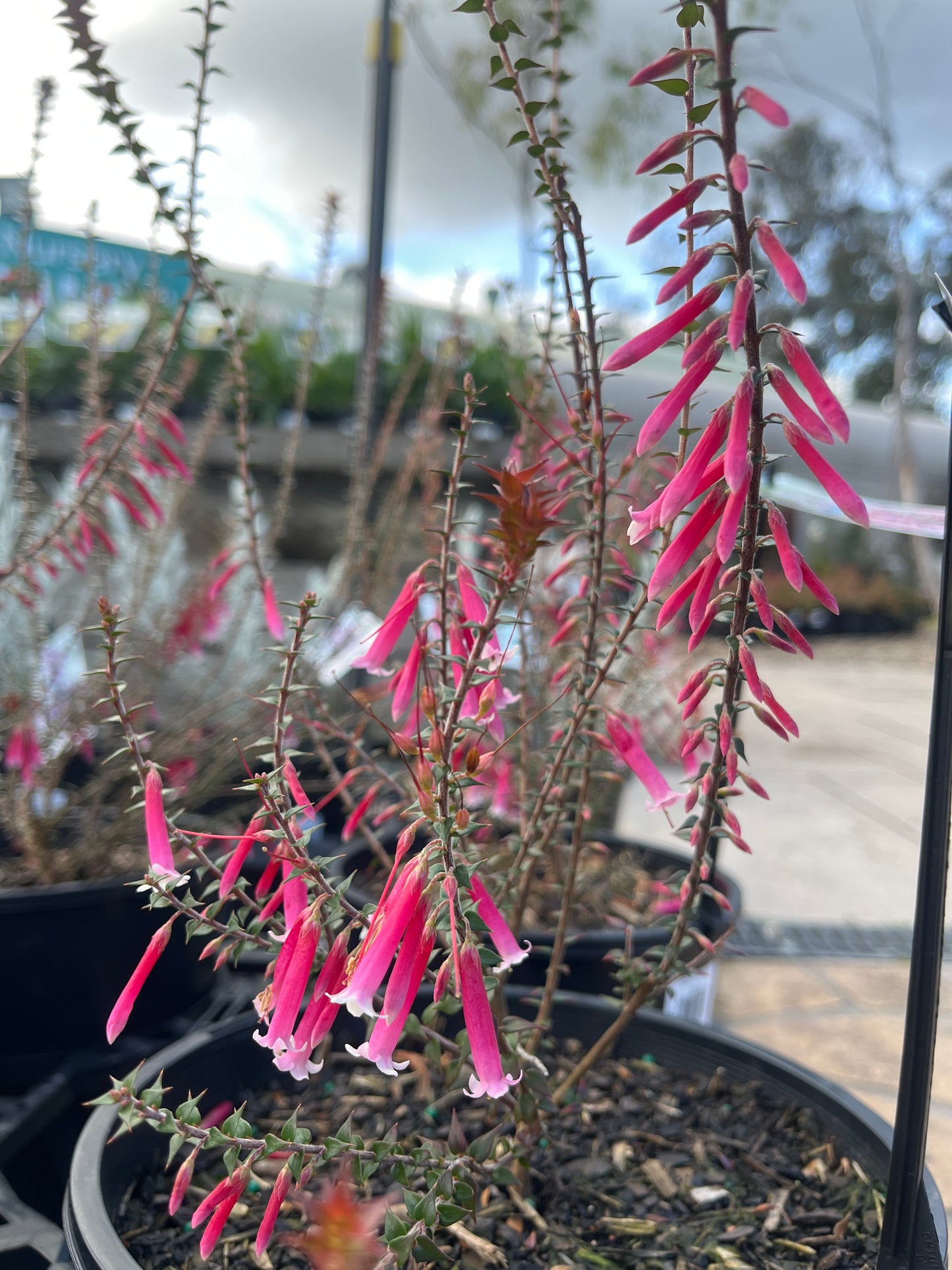 Epacris impressa ‘Pan Pipes’ 20cm