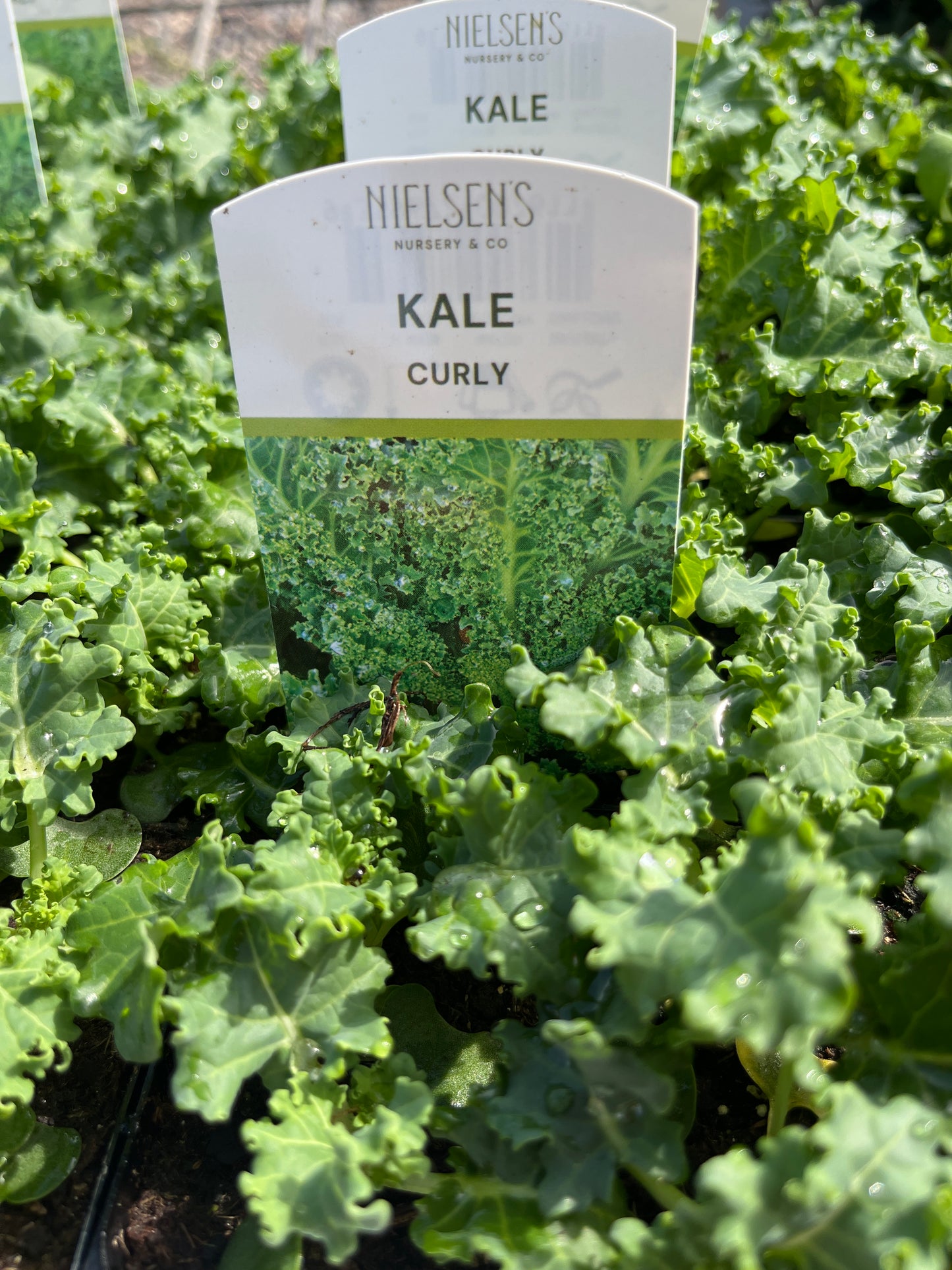 Kale Curly Punnet