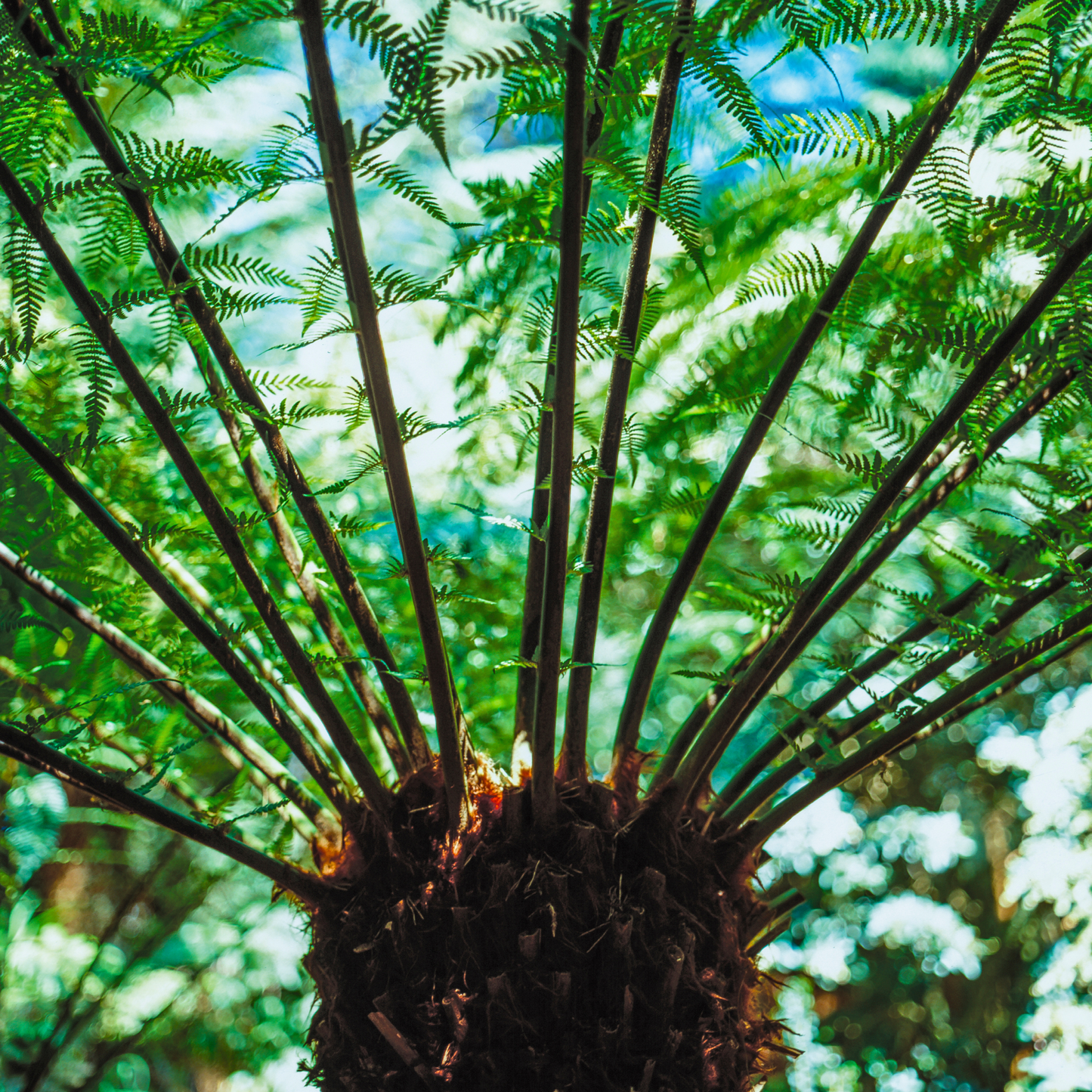 Dicksonia antarctica 'Soft Tree Fern' 18cm