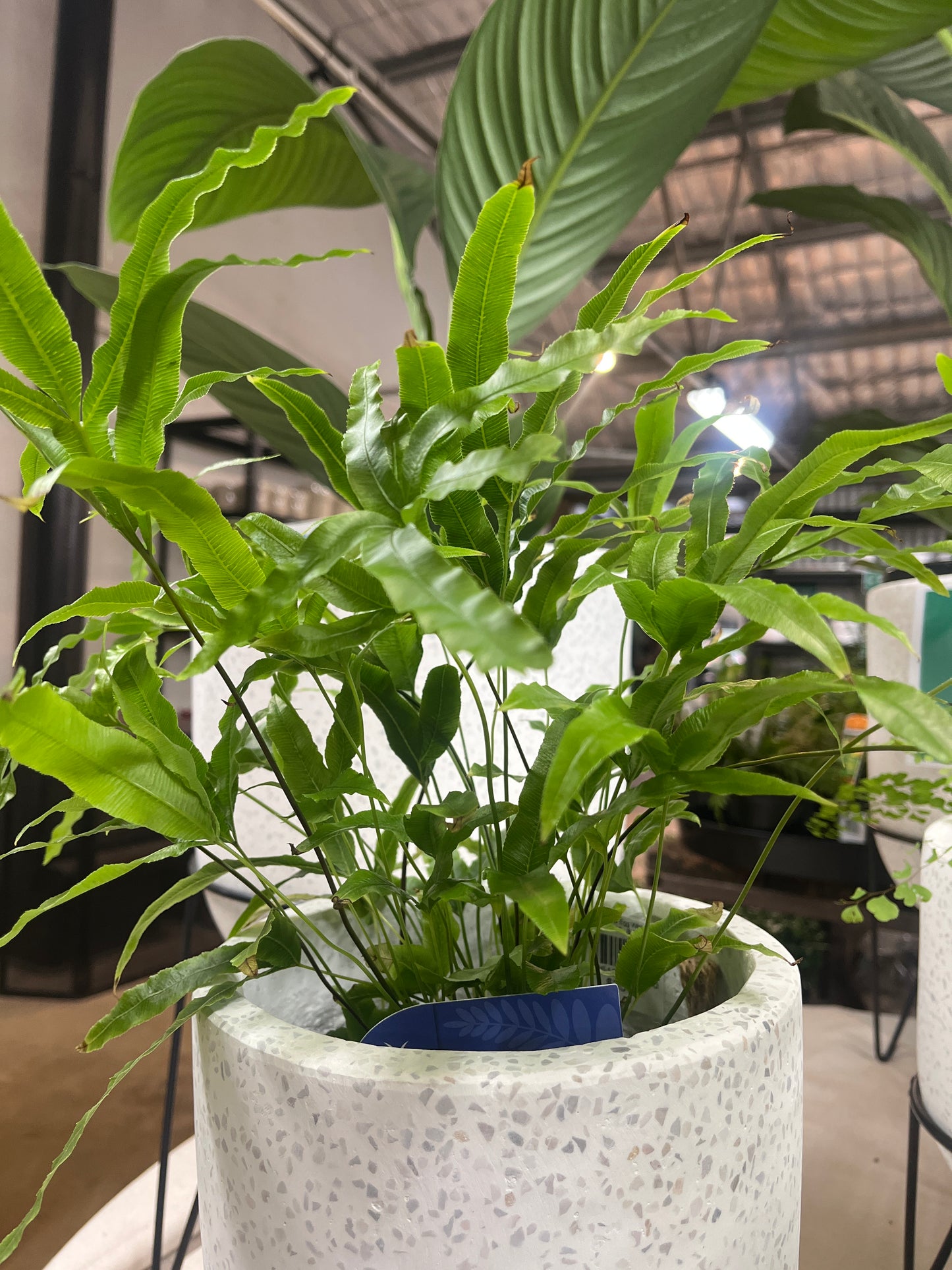 Pteris cretica multifida 'Jungle Brake Fern' 14cm