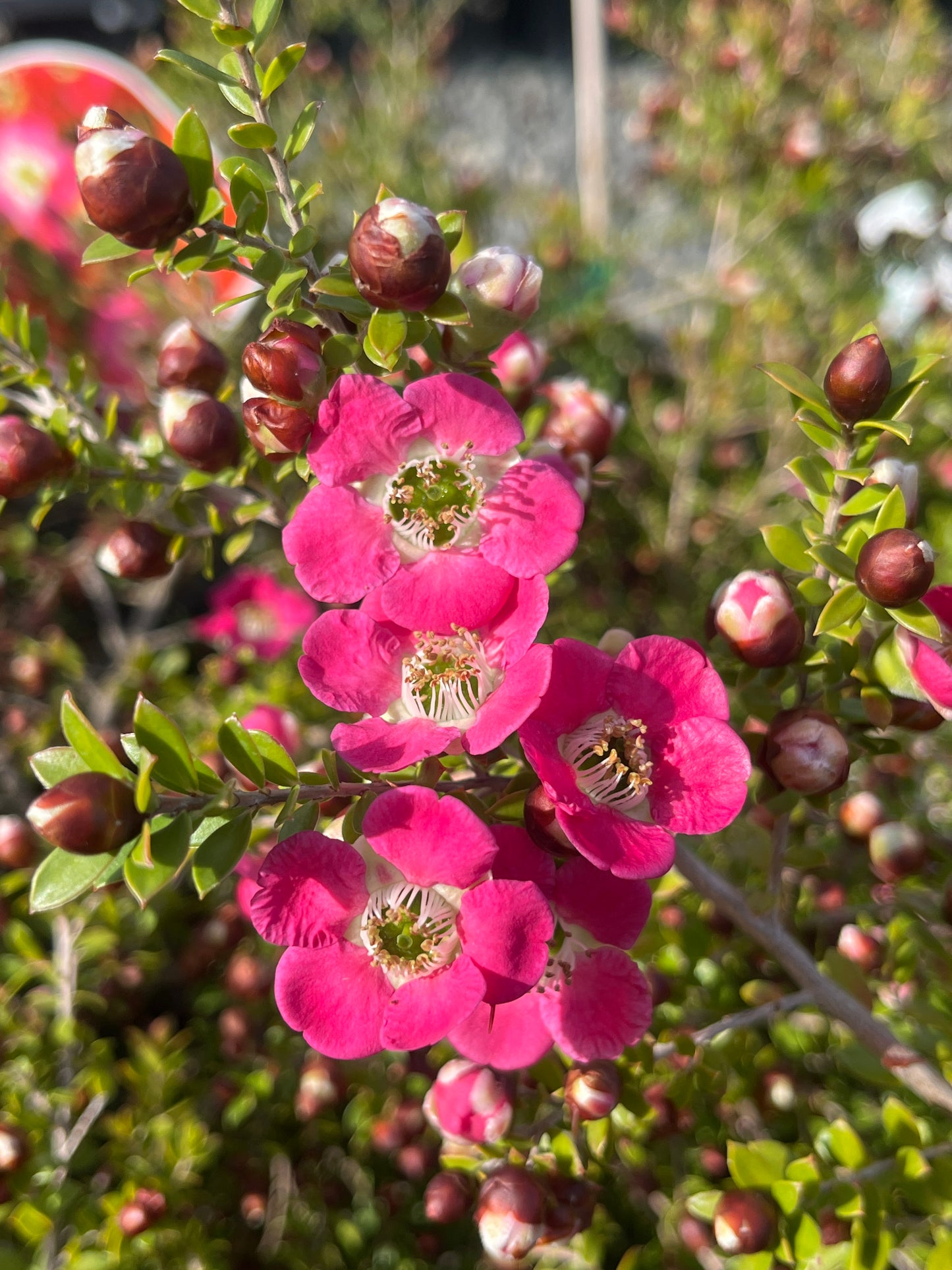 Leptospermum Piccolo 20cm
