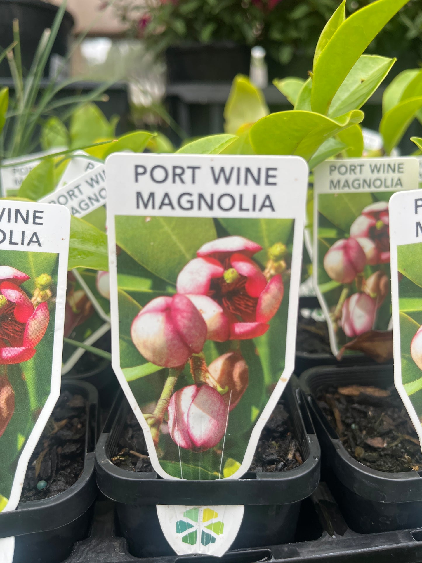 Michelia Figo Port Wine Magnolia 7cm