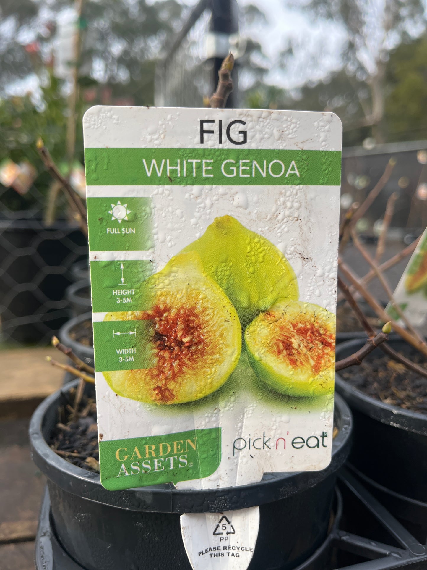 Ficus 'Fig White Genoa' 14cm