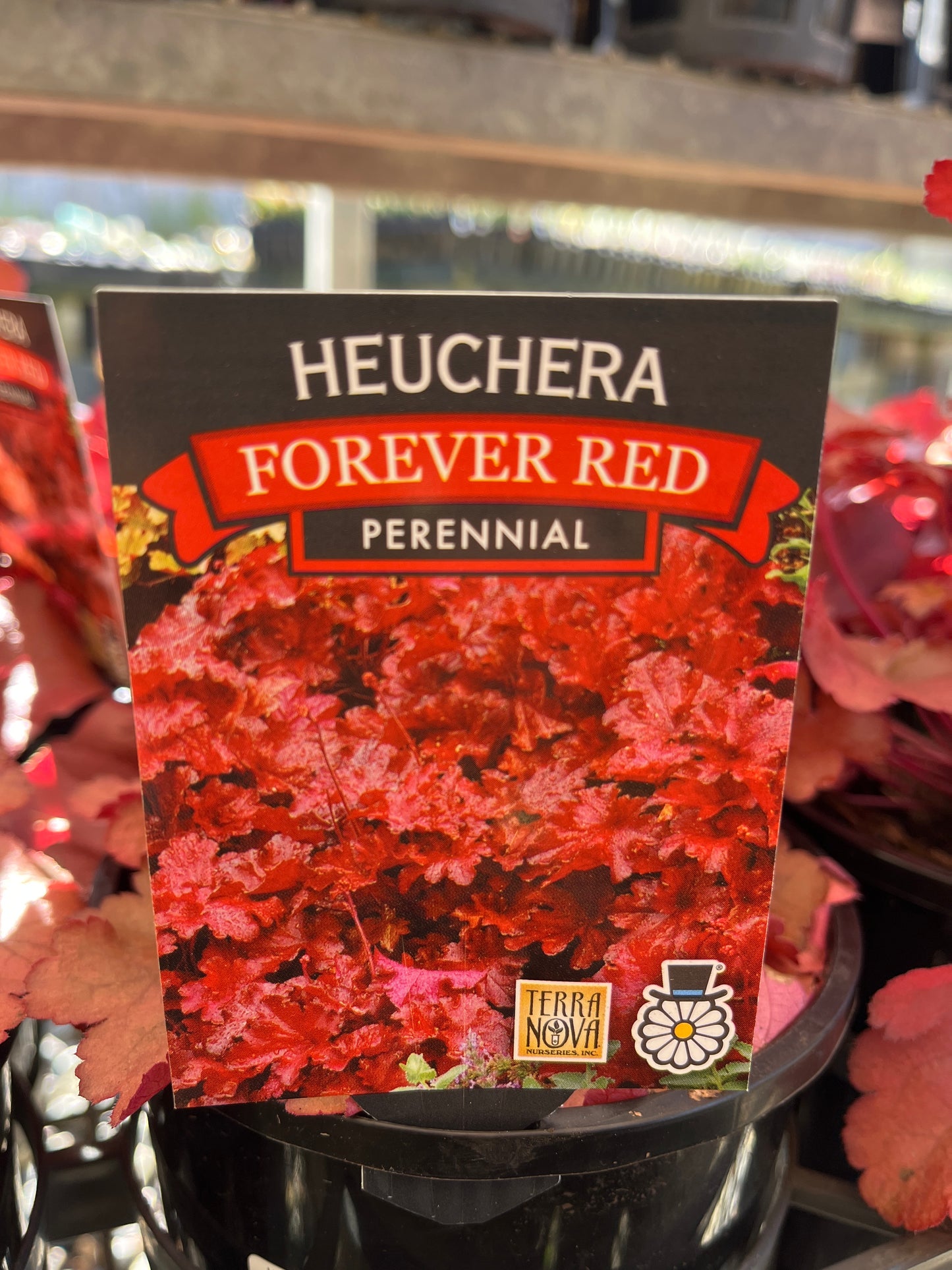 Heuchera 'Forever Red' 14cm