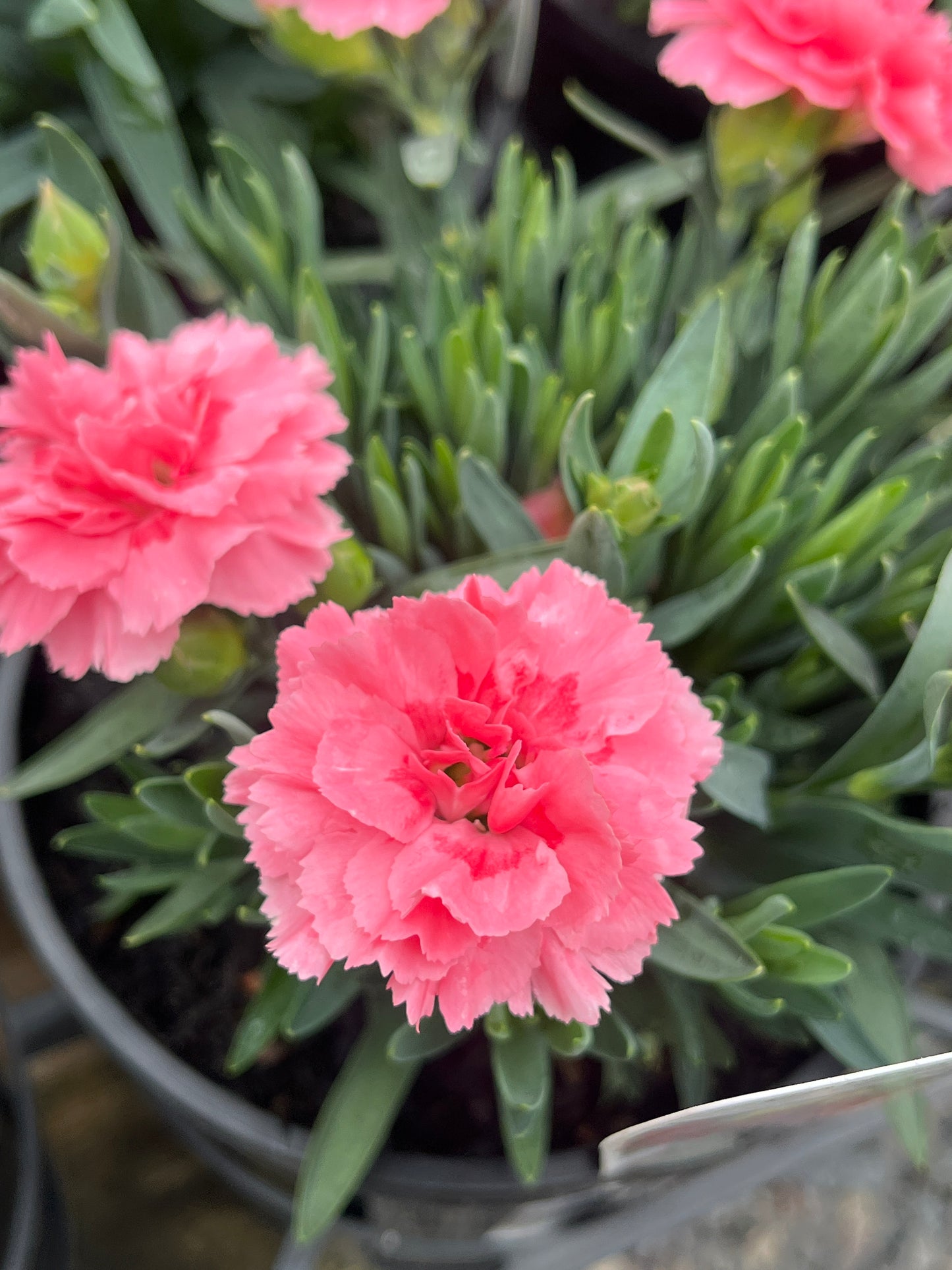 Carnation assorted 14cm