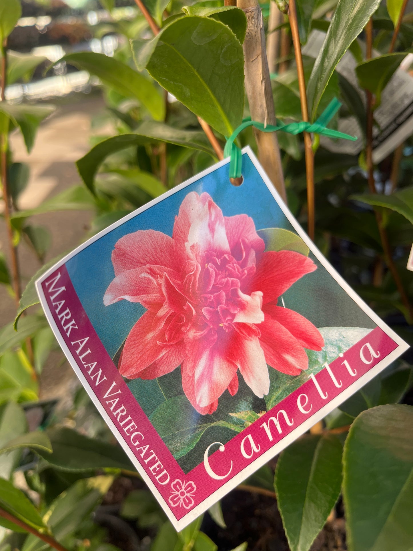 Camellia Japonica 'Mark Alan' Variegated 14cm