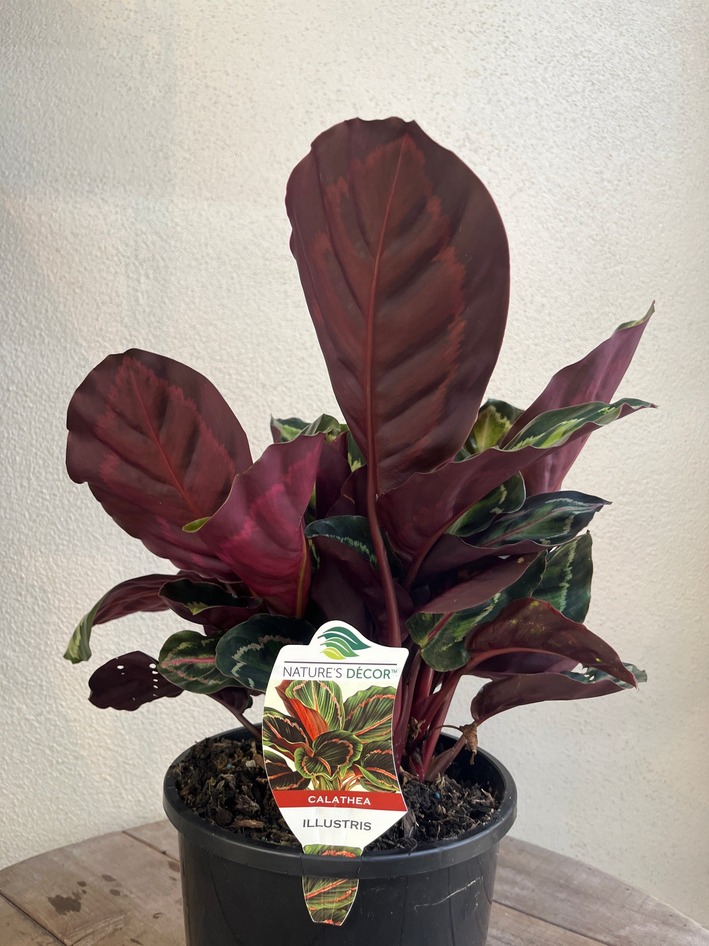 Calathea 'Illustris' 20cm