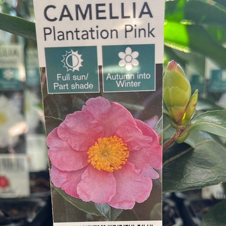 Camellia sasanqua ‘Plantation Pink’ 7cm