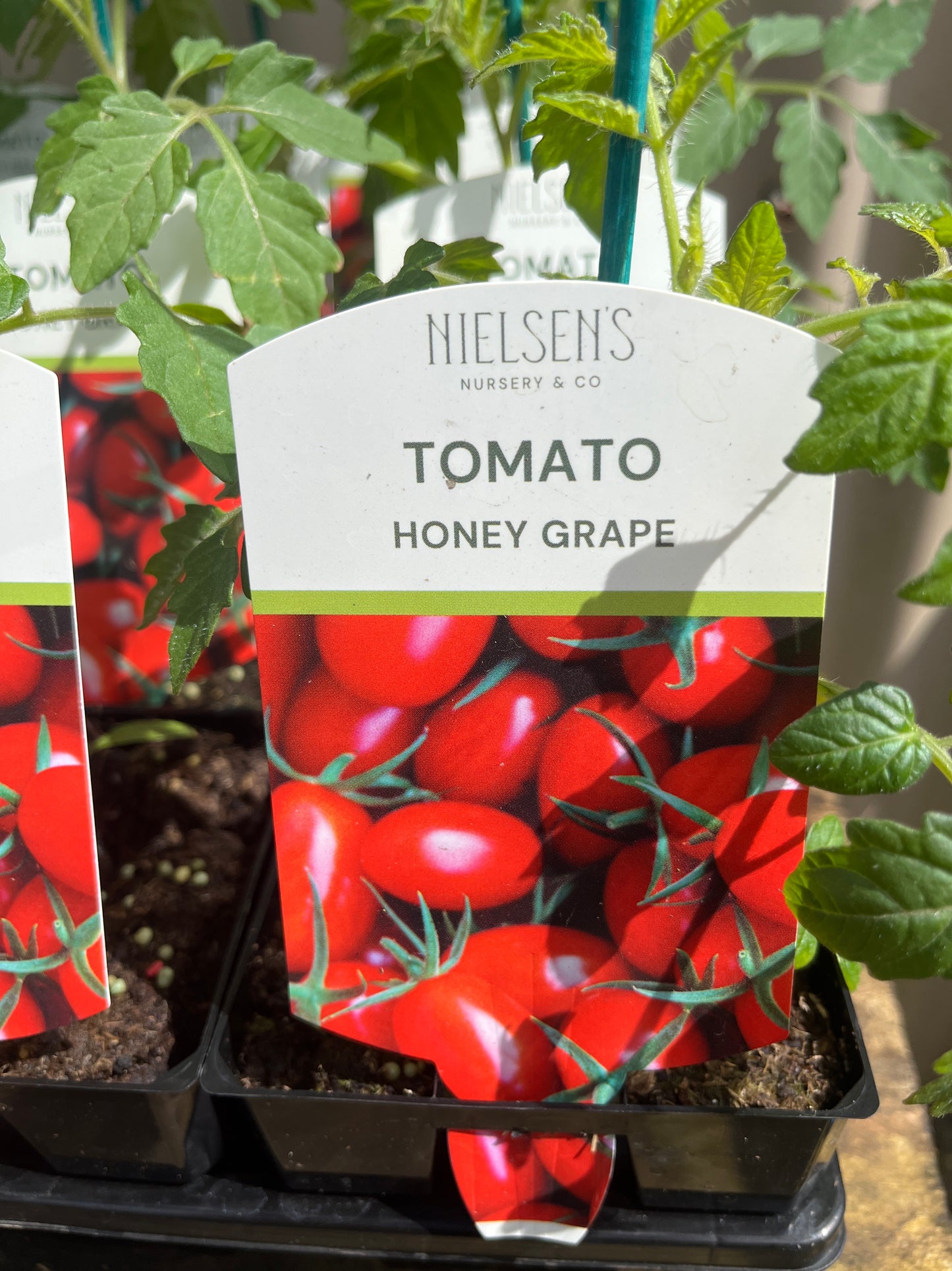 Tomato Honey Grape 100mm