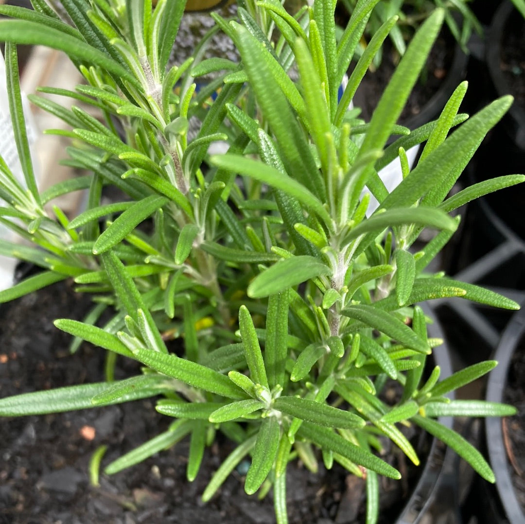 Rosmarinus officinalis ‘Gallipoli’ 14cm