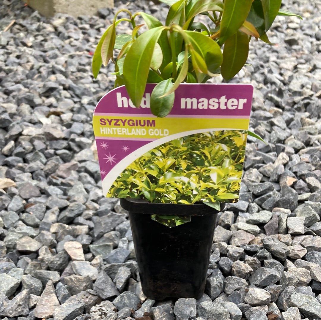 Syzygium australe "Hinterland Gold" 70mm
