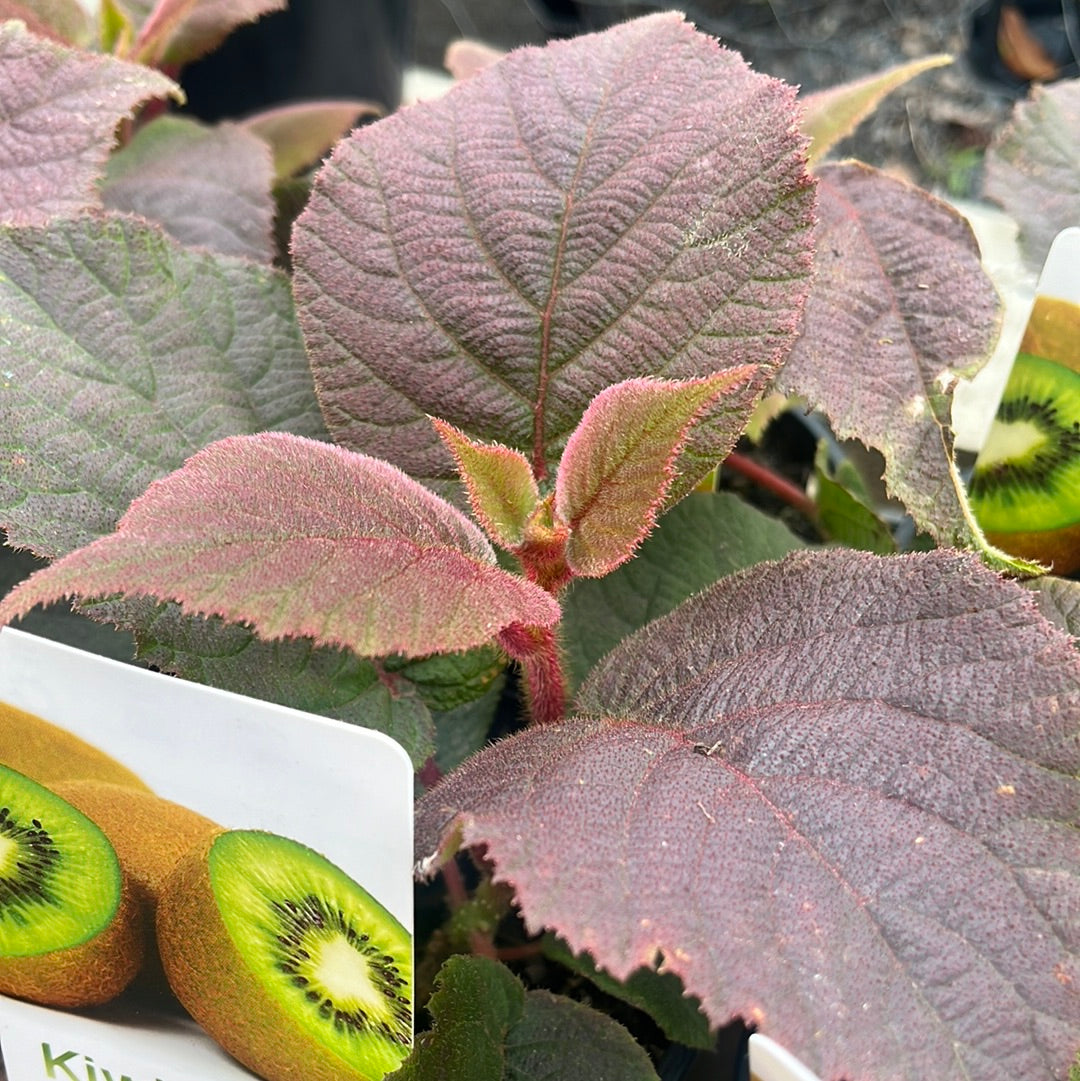 Kiwi Fruit 'Male' 14cm