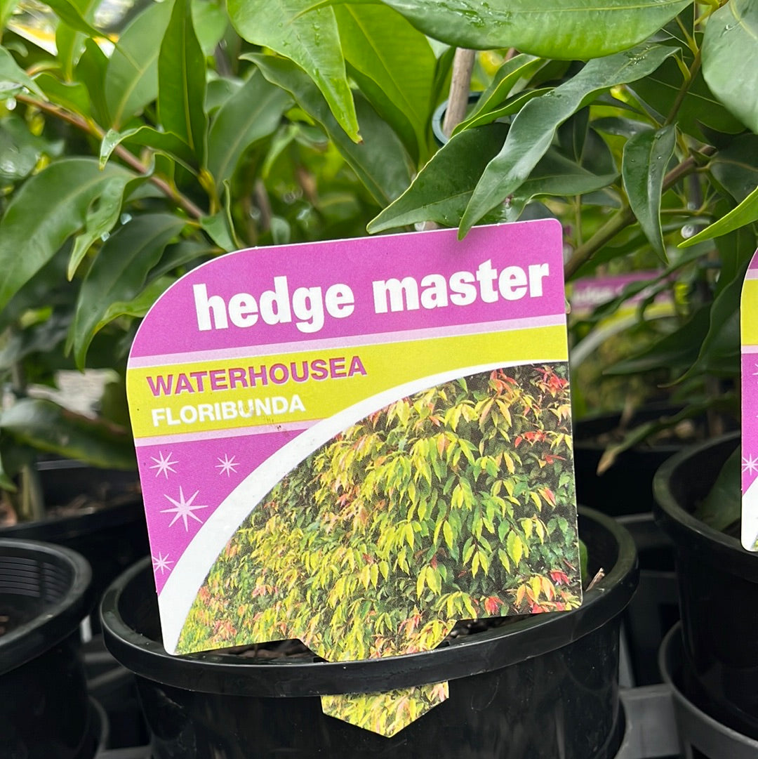 Waterhousea floribunda 20cm