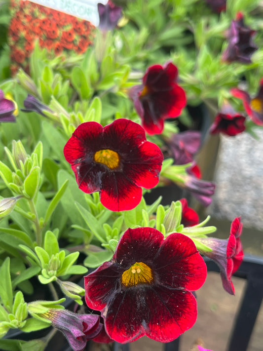 Calibrachoa Cha Cha Diva Red Kiss 14cm